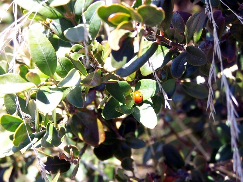 Coccinelle