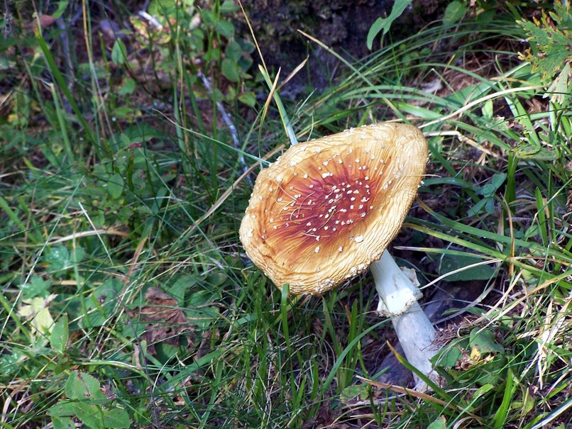 Champignon