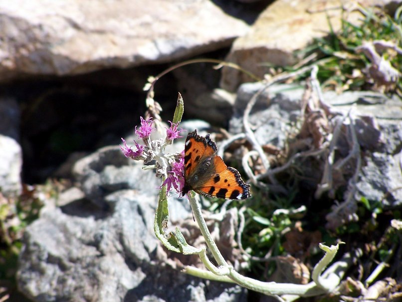 Papillon sur fleur