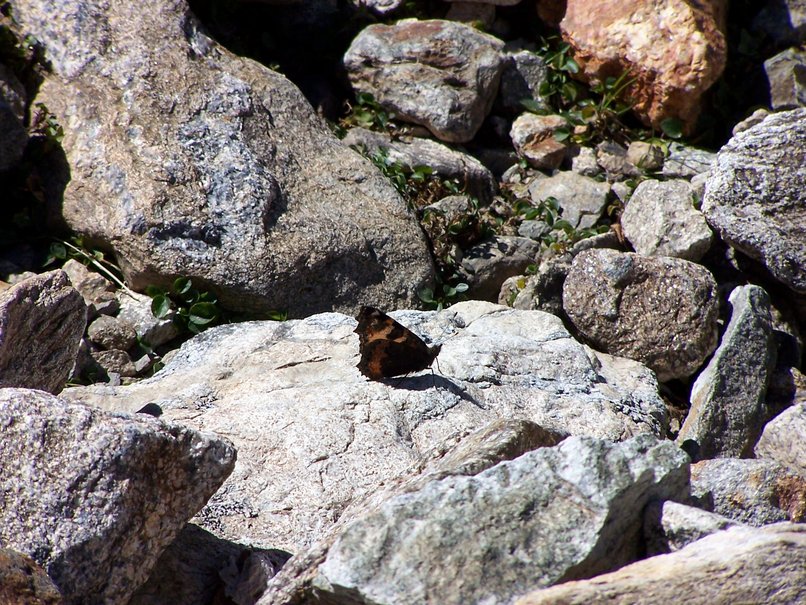 Papillon