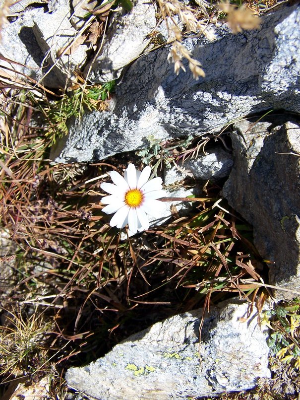 Fleur