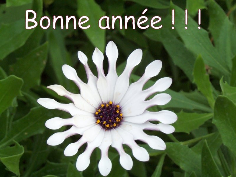 Bonne année 2002 (fleur)