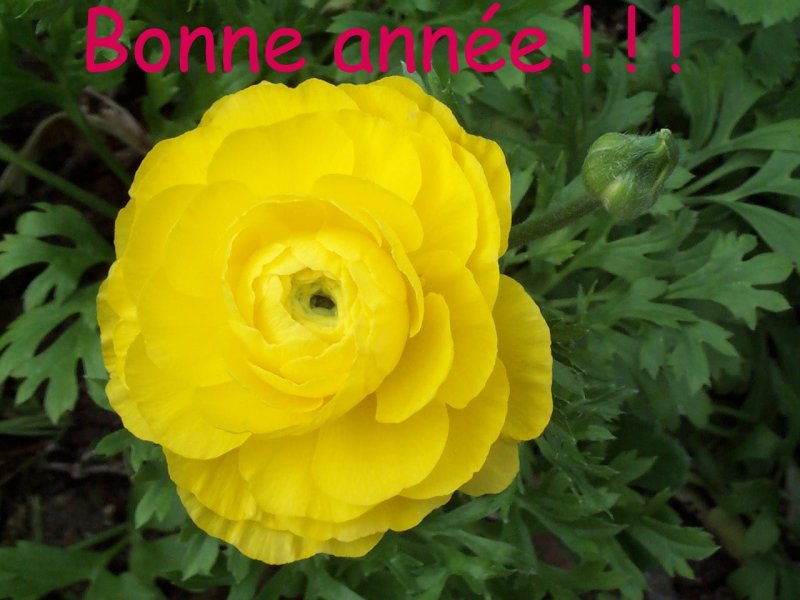 Bonne année 2002 (fleur)