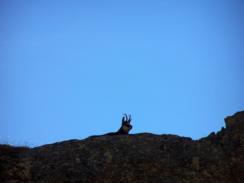 Chamois