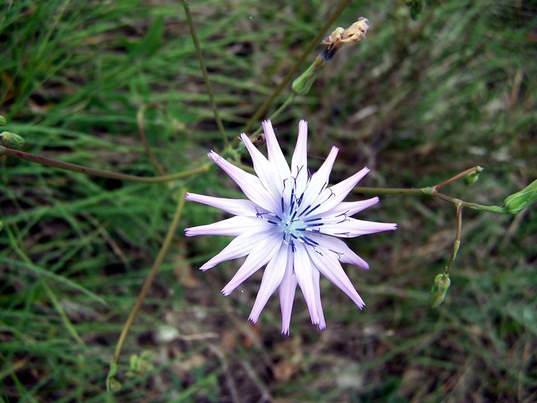 Fleur