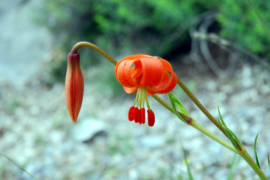 Lys de Pompone