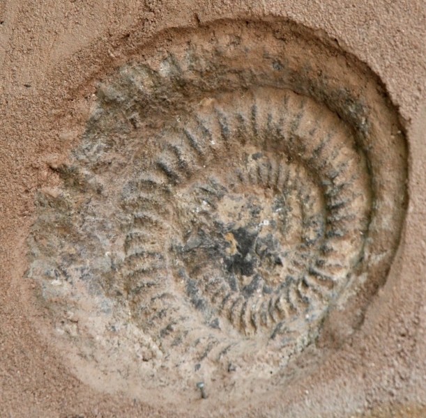 Fossile d'ammonite dans Pierlas