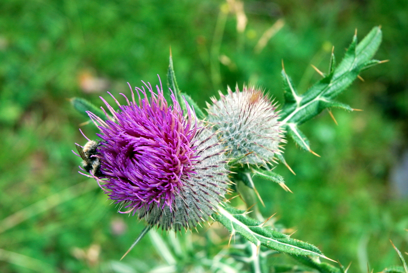 Abeille sur Chardon