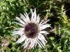 Abeille sur chardon