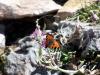 Papillon sur fleur