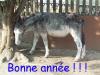 Bonne année 2002 (âne)
