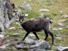 Chamois