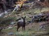 Biche