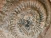 Fossile d'ammonite dans Pierlas