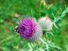 Abeille sur Chardon